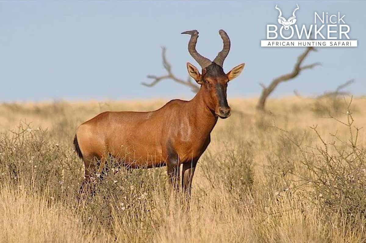 Red Hartebeest male with heavier and thicker horns. 