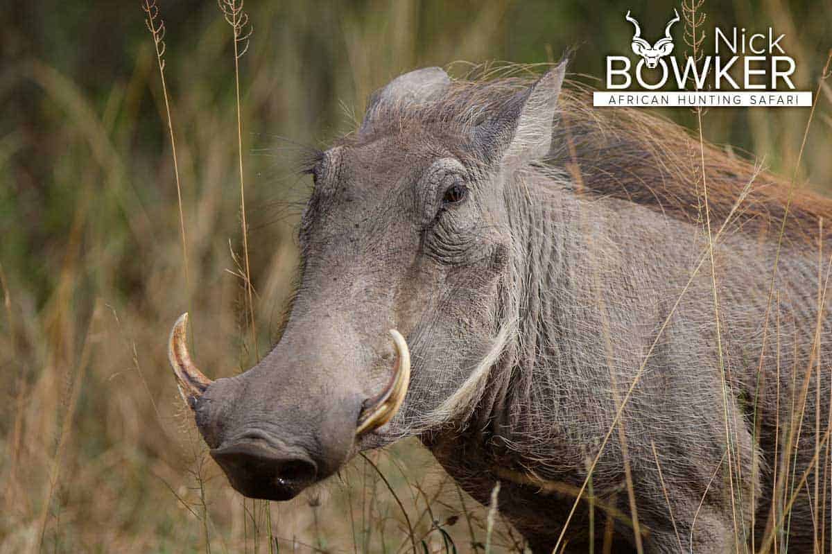 Warthog female standing in the long grass. Warthog females only have one set of warts.