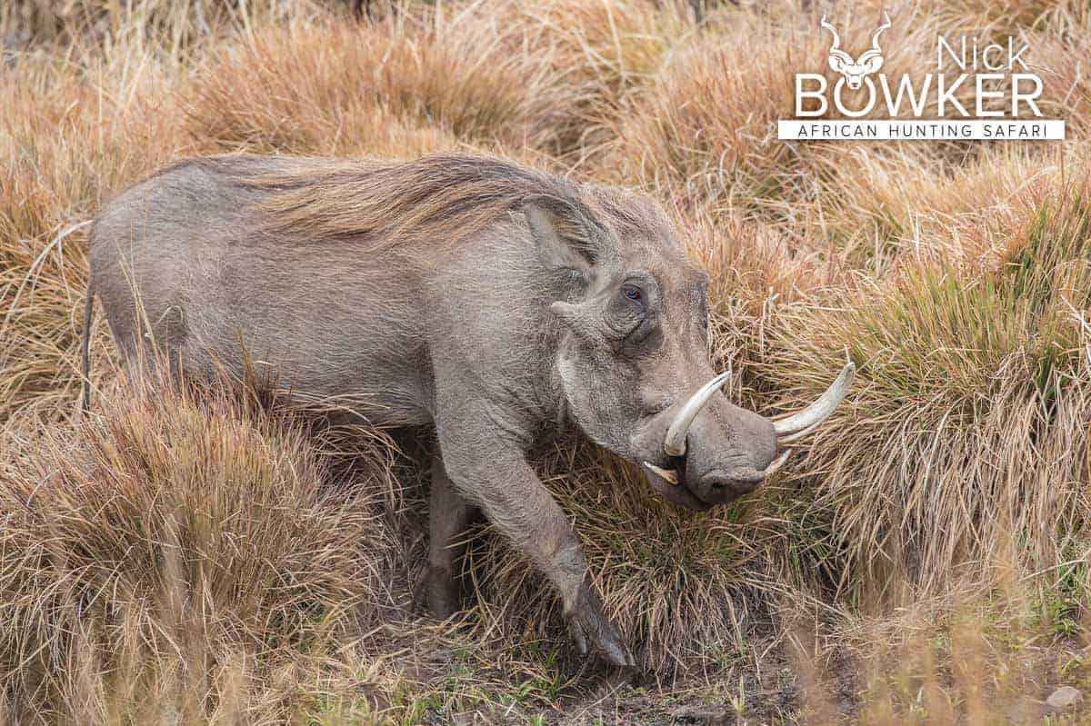 Warthog male walking through the long grass. The male warthog is larger with more prominent tusks as well and has two sets of warts. Warthog male walking through the long grass. The male warthog is larger with more prominent tusks as well and has two sets of warts.