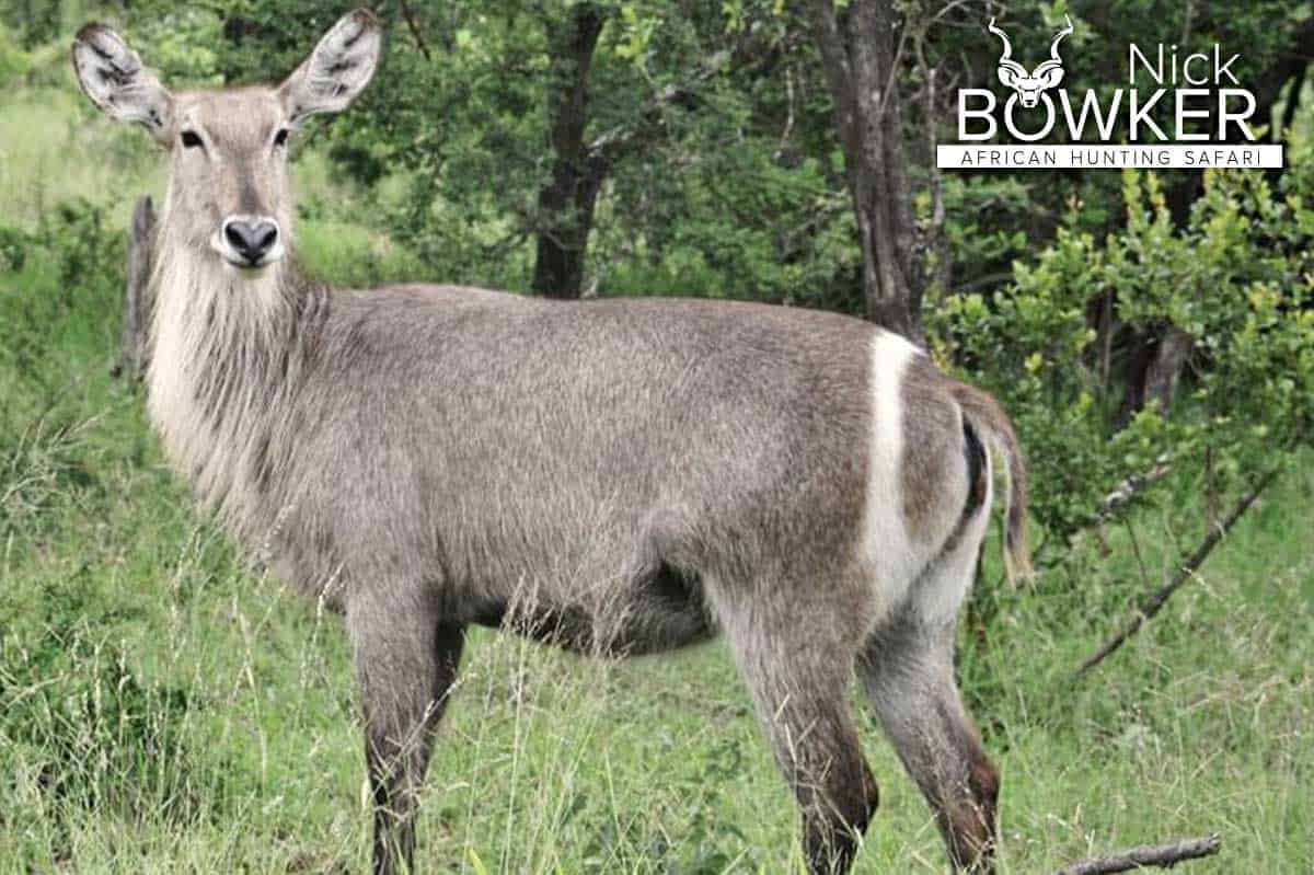 Female standing in the woodlands. Females do not have horns.