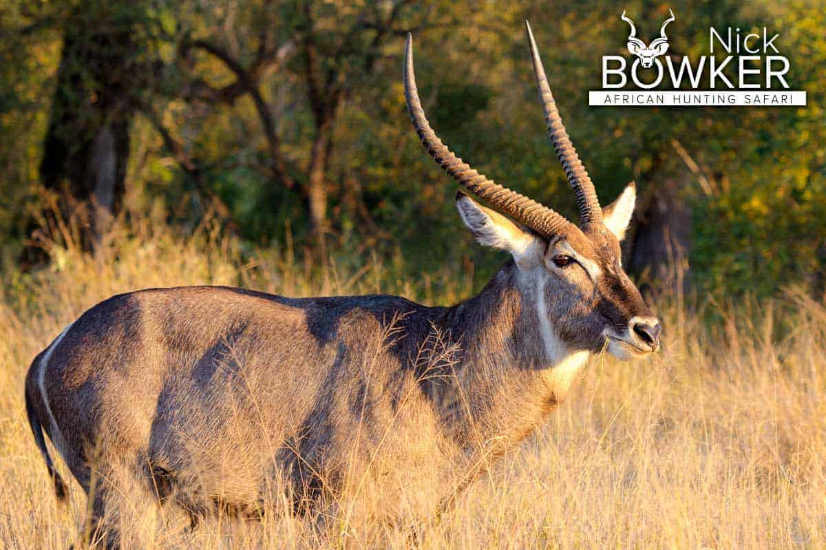 Male standing in the long grass. 