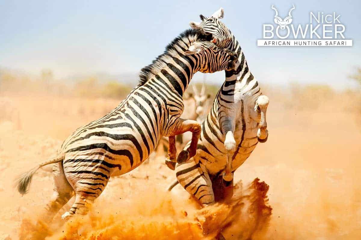 Stallions fighting. The difference between male and female  is difficult to distinguish.