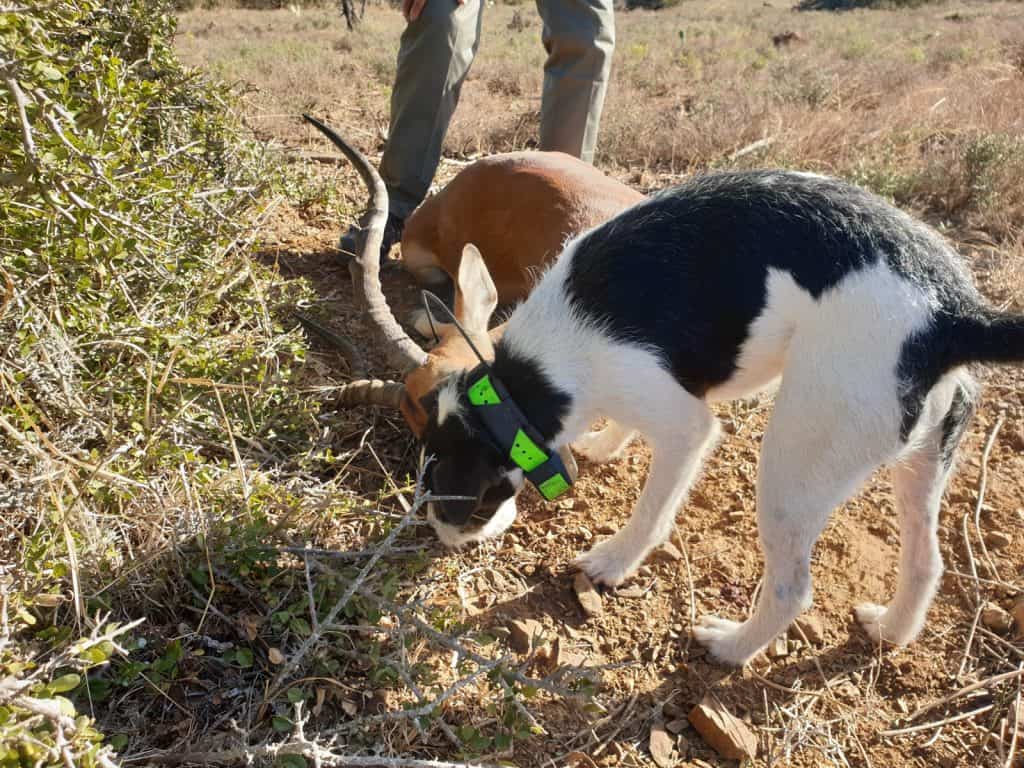 Black jack our hunting dog