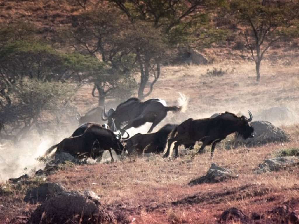 Black Wildebeest kill shot during our African hunting safari