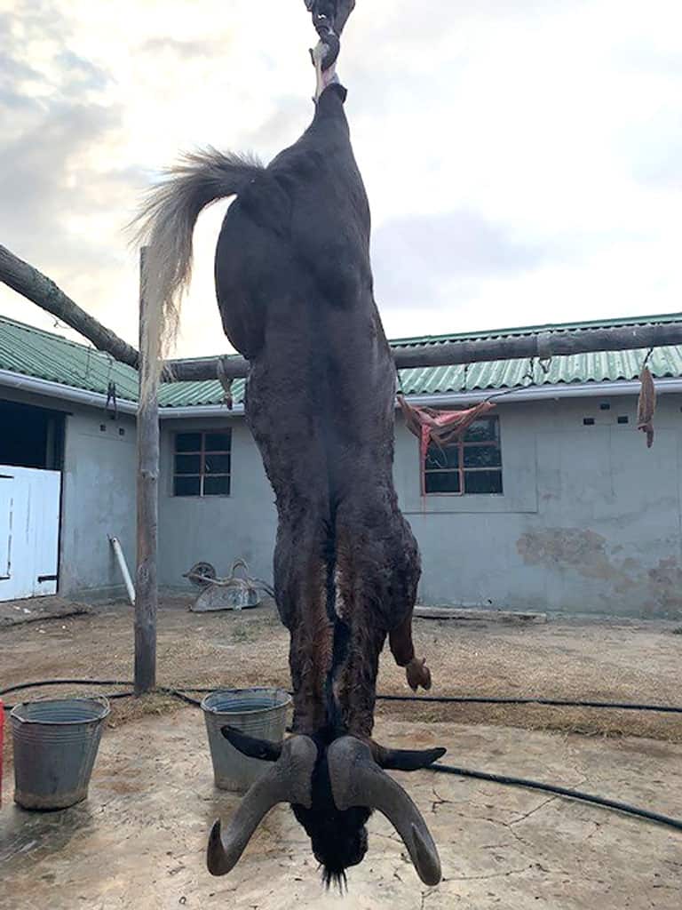 Black wildebeest trophy