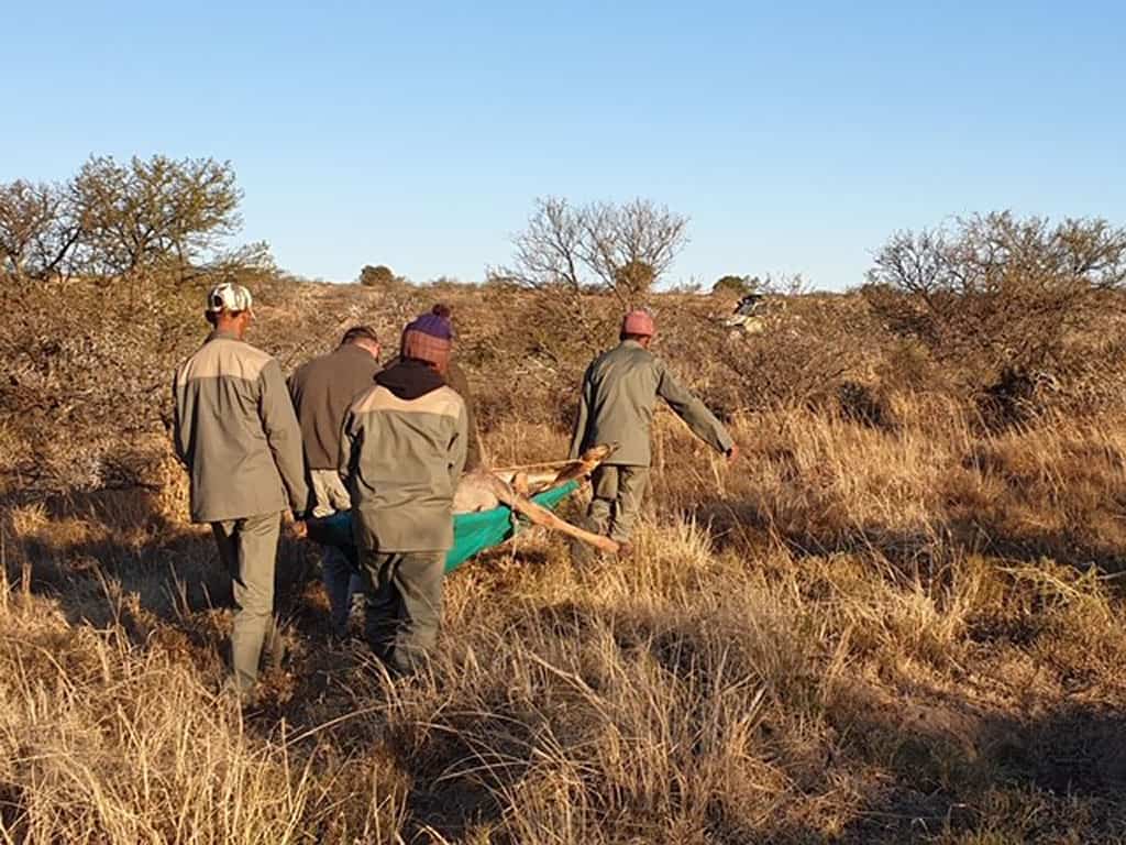 Carrying a Kudu shot on our African safari