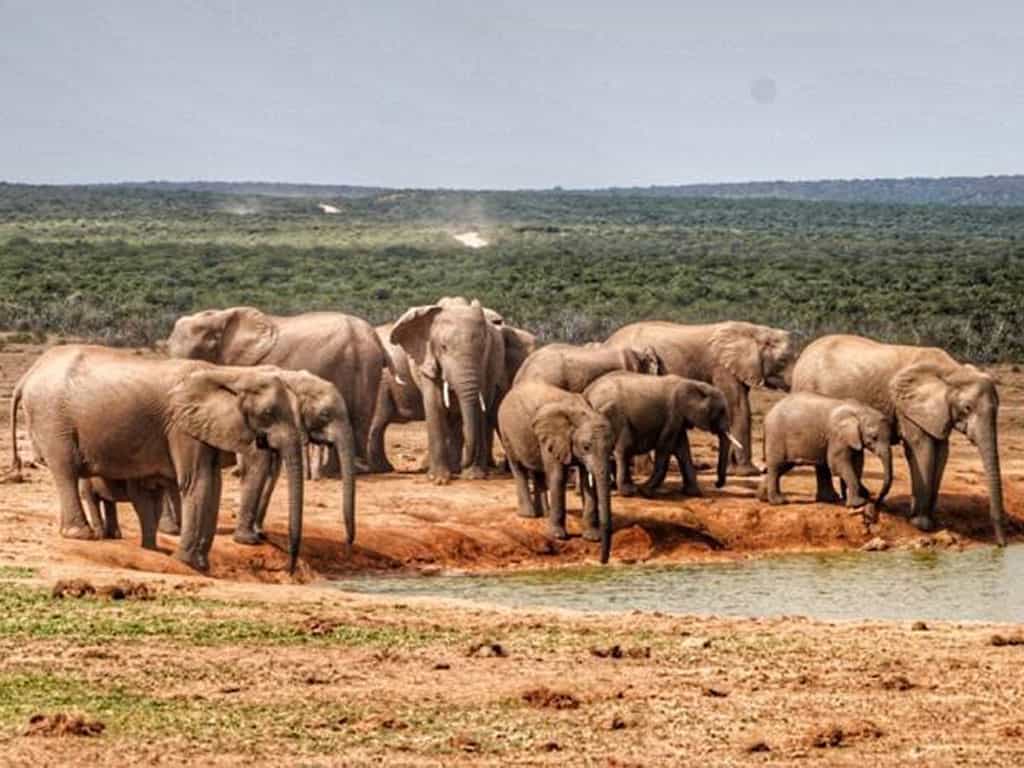 Elephant at a water hole