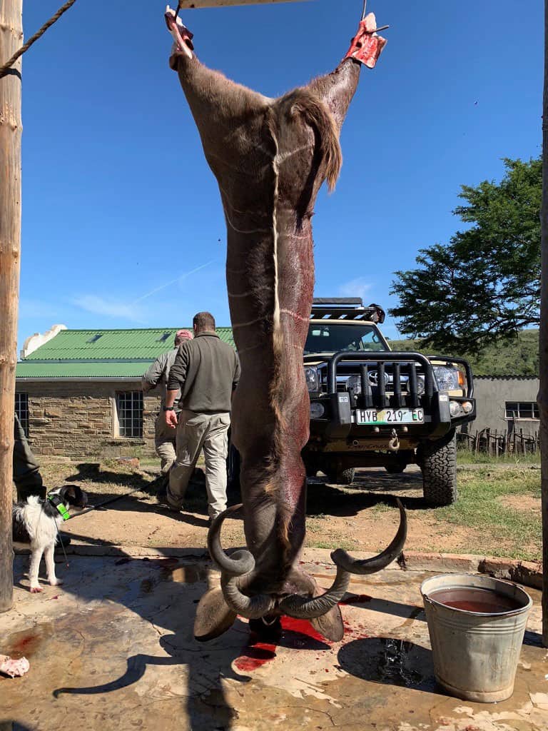 Kudu trophy hanging up shot during our African hunting trip