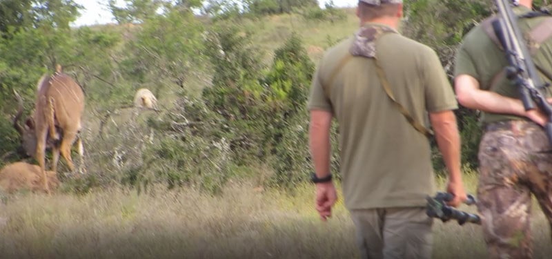 Stalking a Kudu