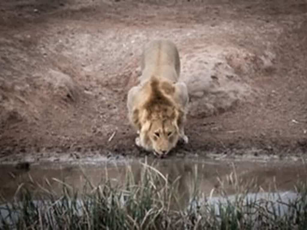 Lion in the addo elephant park