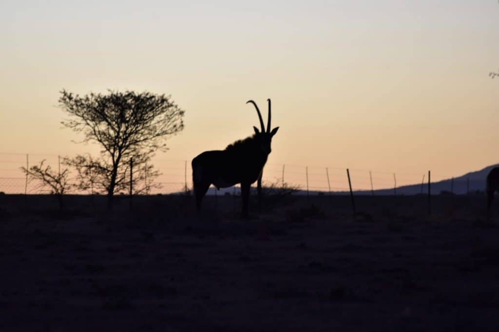 sable trophy at sunset
