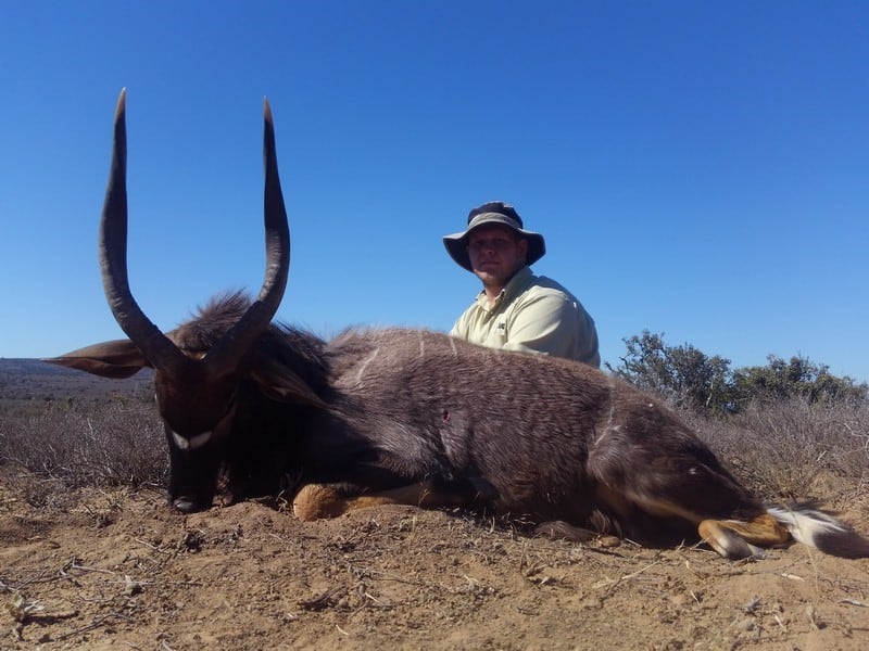 A blesbok trophy taken on my first African hunting safari.