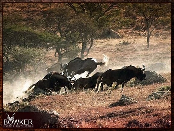 Black Wildebeest kill shot during our African hunting safari
