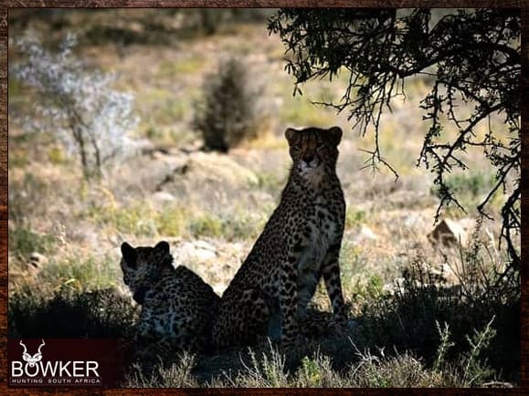 Cheetah tracking