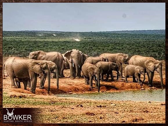 Elephant at a water hole