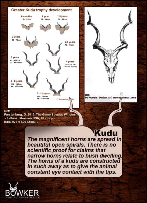 Kudu spiral horn development over the life time of the kudu.