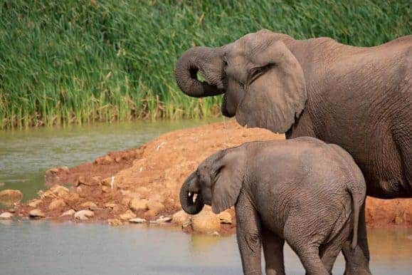 Elephant drinking. Enjoy a big five safari while on your hunt in South Africa
