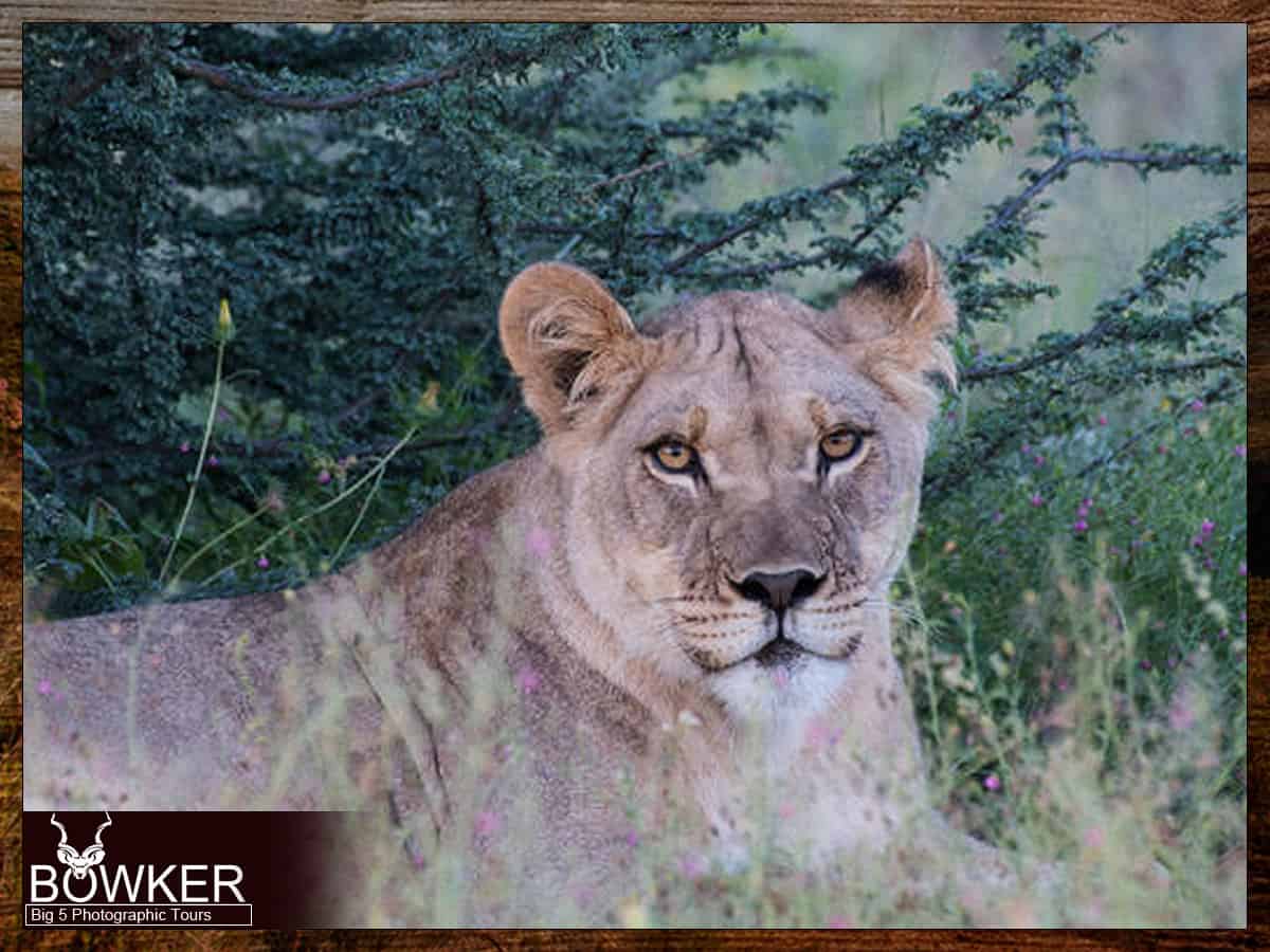 Guiding in the Addo Elephant Nations park. Lioness sighting.