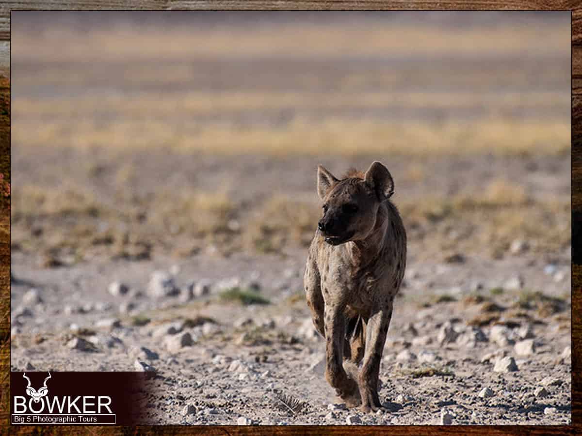 Big Five tours - spotted hyena