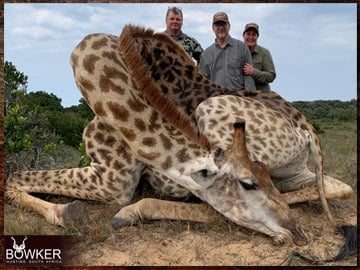 Africa Giraffe hunting with Nick Bowker.