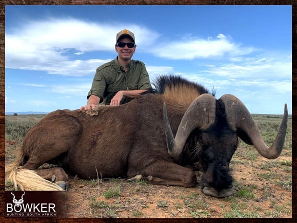 Africa hunting. Black Wildebeest hunt with Nick Bowker.