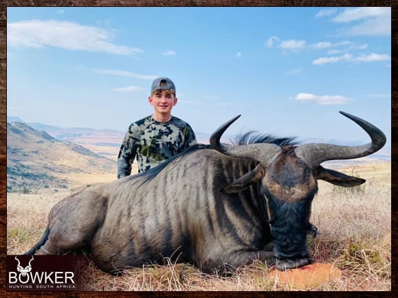 Africa Blue Wildebeest hunting with Nick Bowker.