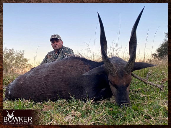 Africa bushbuck hunting with Nick Bowker.