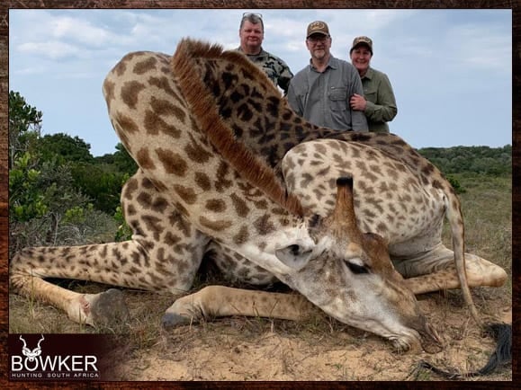 Africa giraffe hunting with Nick Bowker.