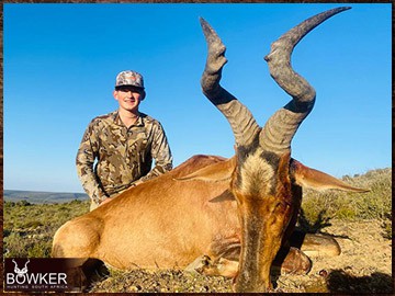 Africa red hartebeest hunting with Nick Bowker.
