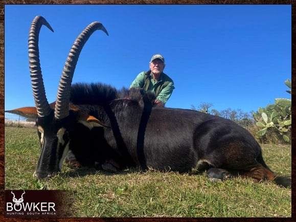 Sable antelope African hunting rifle selection.