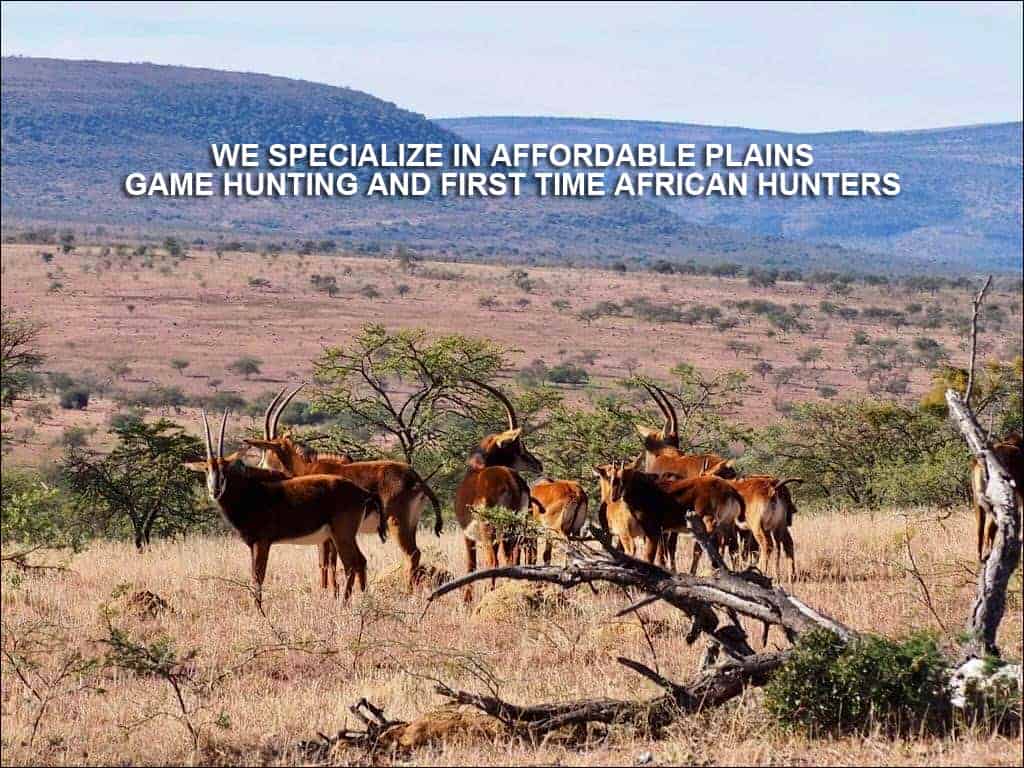 Sable antelope herd in Africa