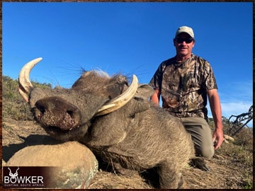 Africa hunting. Warthog hunt with Nick Bowker. 