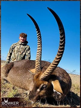 Africa waterbuck hunting with Nick Bowker.