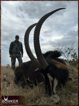 African Sable Antelope hunt in 2023.