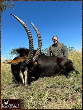 African sable antelope hunt in 2023.