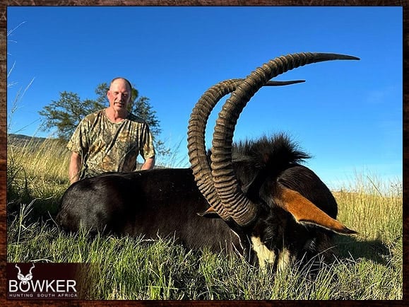 Africa Sable Antelope hunt in 2023.