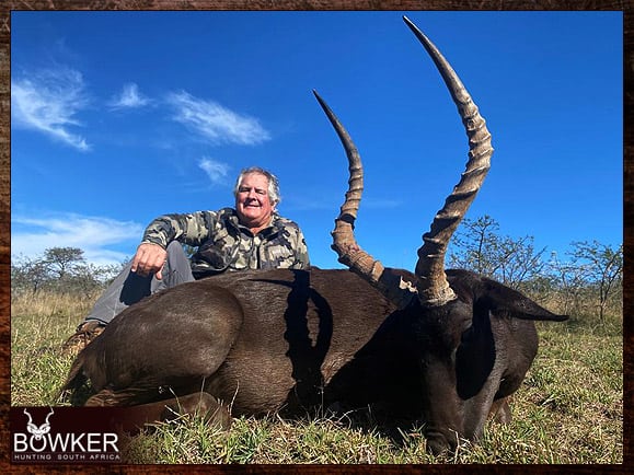 African Black Impala hunt.