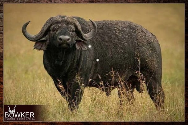 African or Cape Buffalo hunting with Nick Bowker.