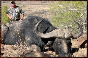 African buffalo trophy