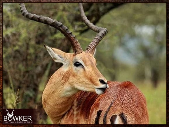 Impala ram scratching its self.