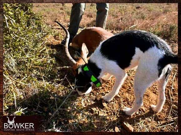 Impala tracked down by African hunting dog