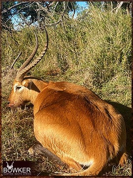 African Red Lechwe hunt.