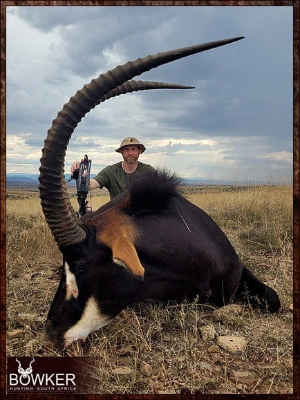 African sable antelope hunt with Nick Bowker.