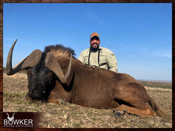 African safari black wildebeest hunt with Nick Bowker.