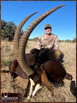 Africa hunting. Sable antelope hunt with Nick bowker.