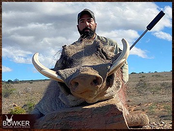 African warthog hunt.
