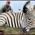 Zebra trophy hunted in South Africa.