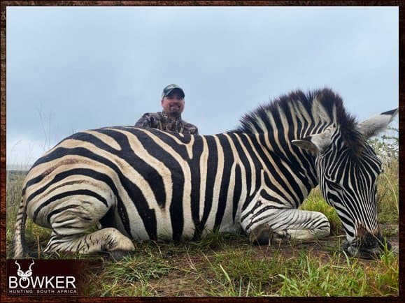 Zebra safari style hunt.