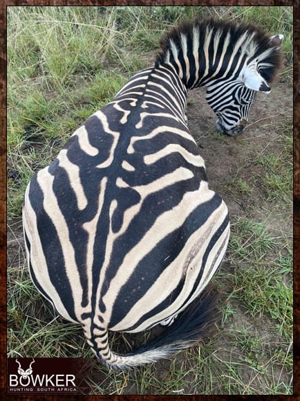 African safari Zebra hunting with Nick Bowker.