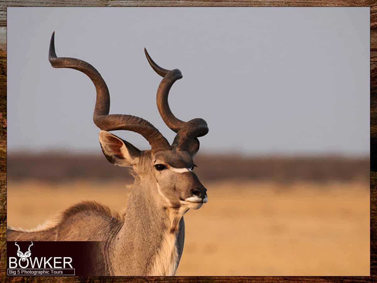Kudu sighting on a big five tour.